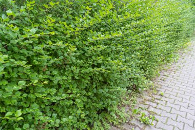 Yeşil Çit Dokuma Arkaplanı, Yapraklar Duvar Kağıdı, Yapraklar Yapraklar Şablonu, Yeşil Santral Duvar Modeli, Doğal Yeşillik Arkaplanı, Metin İçin Alan Çiti