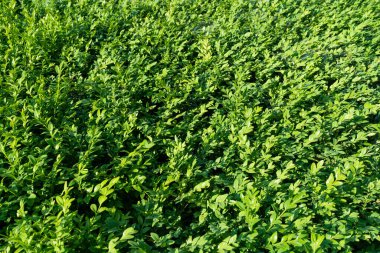 Yeşil Çit Dokuma Arkaplanı, Yapraklar Duvar Kağıdı, Yapraklar Yapraklar Şablonu, Yeşil Santral Duvar Modeli, Doğal Yeşillik Arkaplanı, Metin İçin Alan Çiti