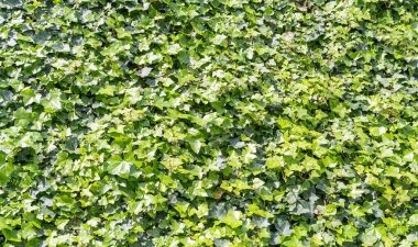 Yemyeşil sarmaşık desenli arka plan, Crepeper Green Hedge, Hedera Helix Duvarı, Sarmaşık Yeşillik deseni, Ivy Halı, Güzel Doğal Sarmaşık Arkaplan