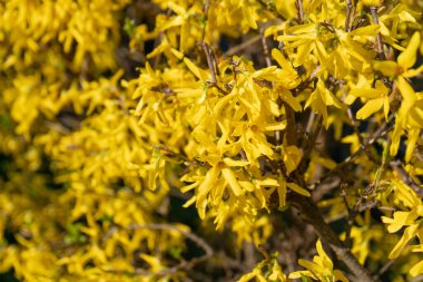 Forsythia Çiçekleri 'nin Macro Fotoğrafı, Mavi Gökyüzü Arkaplanındaki Sarı Çiçekli Doku, Çiçekli Forsythia, Seçici Odaklı Doodoo Dağı Bush