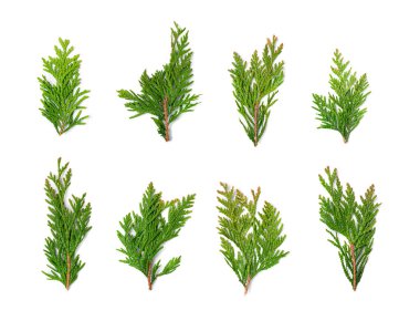 Cypress Dalı İzole Edildi, Cupressus Yaprağı, Arborvitae Dalı, Thuya Sprig, Thuja Yaprakları Beyaz Arkaplanda, Cypress Noel Tasarımı İçin Ayarlandı