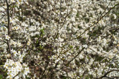 Beyaz Kiraz Çiçekleri, Bahar Ağacı Dokuma Arkaplanı, Nisan Bahçesinde Çiçek açan Sakura Dalları, Kopya Alanı ile Kiraz Çiçekleri Pankartı