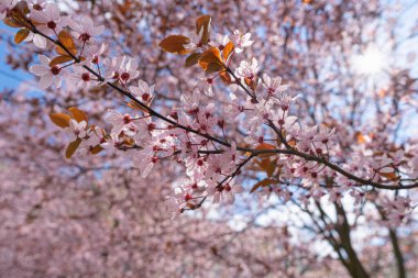 Pembe Kiraz Çiçekleri, Bahar Ağacı Dokuma Arkaplanı, Japon Bahçesinde Çiçek açan Sakura Dalları, Kopya Boşluğu ile Kiraz Çiçekleri Pankartı