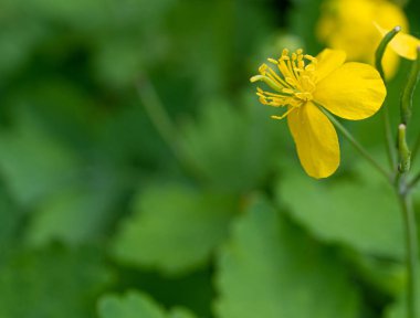 Celandine Sarı Çiçekleri 'nin Macro Fotoğrafı, Chelidonium Majus Çiçeği, Tetterwort olarak da bilinen Büyük Celandine Bulanık Arkaplanda Şifalı Bitkiler