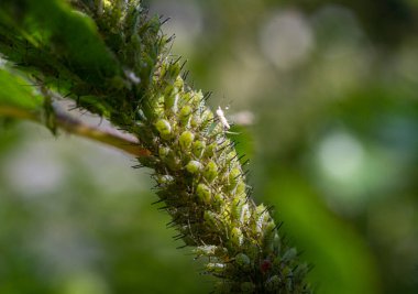 Aphid Böcekleri, Bitki Yeşilsineği, Küçük Bahçeli Parazit Hayvanlar, Böcek İlaçları için Yaprak Bitleri Böcekleri Böcek Kapanması Tasarımı