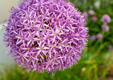 Allium Giganteum Violet Çiçek Balosu, Büyük Mor Çiçekli Soğan, Allium Violet Çiçekleri