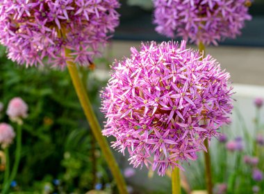 Allium Giganteum Violet Çiçek Balosu, Büyük Mor Çiçekli Soğan, Allium Violet Çiçekleri