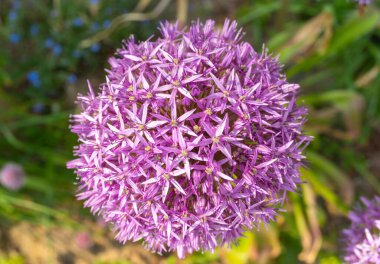 Allium Giganteum Violet Çiçek Balosu, Büyük Mor Çiçekli Soğan, Allium Violet Çiçekleri