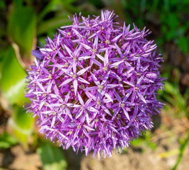 Allium Giganteum Violet Çiçek Balosu, Büyük Mor Çiçekli Soğan, Allium Violet Çiçekleri