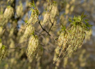 Acer Negundo Çiçekleri, Kutu Yaşlısı, Çiçek Kutusu Yaşlısı Maple, Manitoba Akçaağacı ya da Kül Yaprağı Akçaağaç, İstilacı Bitki