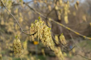 Acer Negundo Çiçekleri, Kutu Yaşlısı, Çiçek Kutusu Yaşlısı Maple, Manitoba Akçaağacı ya da Kül Yaprağı Akçaağaç, İstilacı Bitki