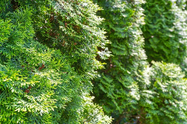 Thuja Green Hedge Texture Bakgrund Blad Bakgrund Foliage Mönster Green — Stockfoto