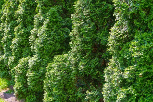 Thuja Green Hedge Textuur Achtergrond Bladeren Behang Gebladerte Patroon Green — Stockfoto