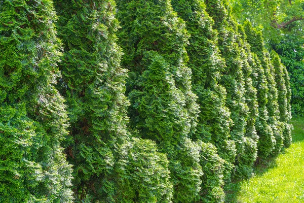 Thuja Green Hedge Texture Foundation Обои Листьев Паттерн Листьев Макет — стоковое фото