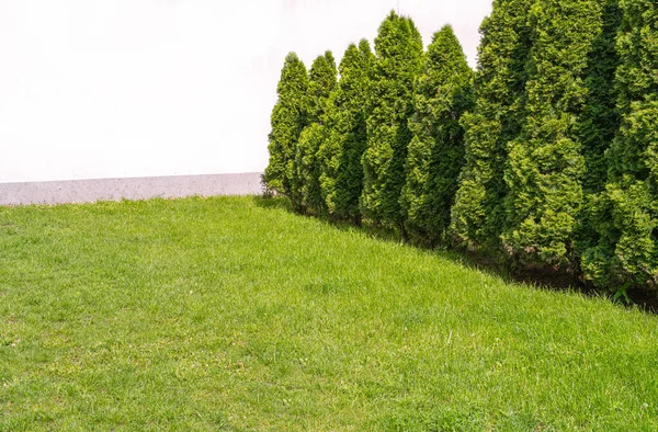 Thuja Green Hedge Tekstury Tła Pozostawia Tapety Liści Wzór Green — Zdjęcie stockowe
