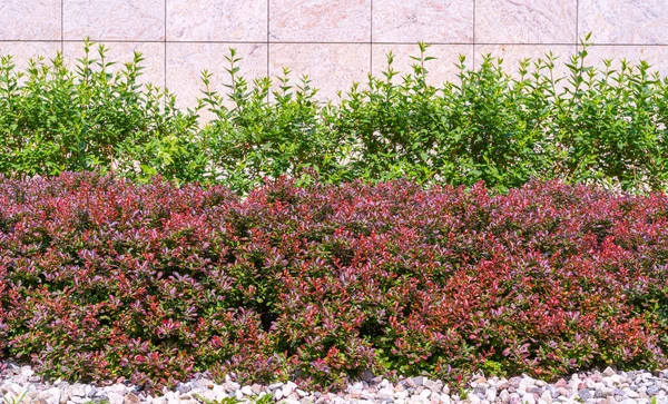 Red Green Hedge Texture Background Φύλλα Ταπετσαρία Foliage Pattern Green — Φωτογραφία Αρχείου
