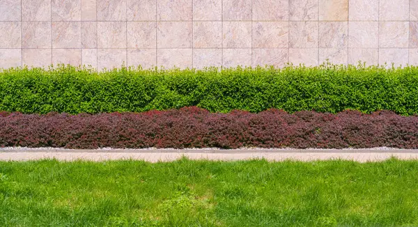 Red Green Hedge Texture Background Φύλλα Ταπετσαρία Foliage Pattern Green — Φωτογραφία Αρχείου