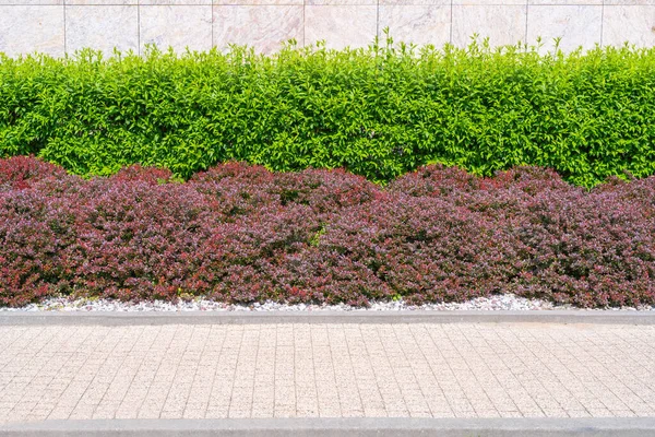 Red Green Hedge Textuur Achtergrond Bladeren Behang Gebladerte Patroon Green — Stockfoto