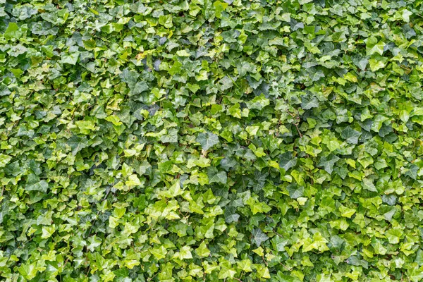 Πλούσιο Πράσινο Ivy Υφή Ιστορικό Creper Πράσινη Άκρη Τοίχος Της — Φωτογραφία Αρχείου