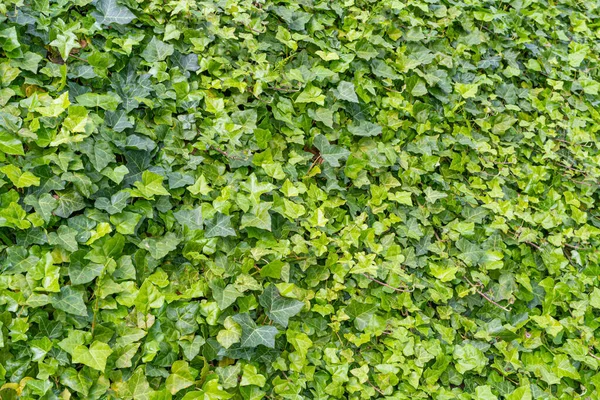 Yemyeşil Sarmaşık Desenli Arka Plan Crepeper Green Hedge Hedera Helix — Stok fotoğraf