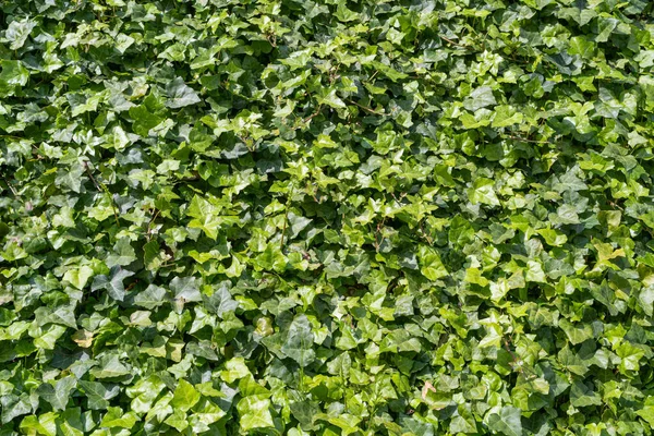 Lush Green Ivy Texture Background Crepeper Green Hedge Wall Hedera — Stock Photo, Image