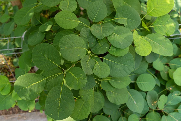 Cotinus Coggygria Blätter Textur Hintergrund Green Garden Laub Rundes Blatt — Stockfoto