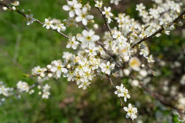 Flores Cerezo Blanco Fondo Textura Árbol Primavera Ramas Sakura Florecientes — Foto de Stock