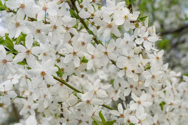 Flores Cerezo Blanco Fondo Textura Árbol Primavera Ramas Sakura Florecientes — Foto de Stock