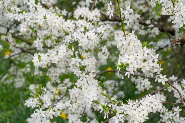 Fehér Cseresznyevirág Tavaszi Textúra Háttér Virágzó Sakura Ágak Áprilisban Kert — Stock Fotó