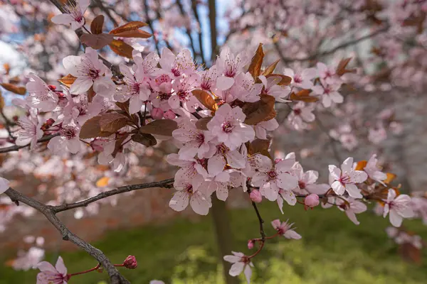 Fleurs Cerisier Rose Arbre Printemps Texture Arrière Plan Succursales Sakura — Photo