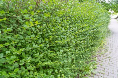Yeşil Çit Dokuma Arkaplanı, Yapraklar Duvar Kağıdı, Yapraklar Yapraklar Şablonu, Yeşil Santral Duvar Modeli, Doğal Yeşillik Arkaplanı, Metin İçin Alan Çiti