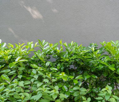 Yeşil Çit Dokuma Arkaplanı, Yapraklar Duvar Kağıdı, Yapraklar Yapraklar Şablonu, Yeşil Santral Duvar Modeli, Doğal Yeşillik Arkaplanı, Metin İçin Alan Çiti