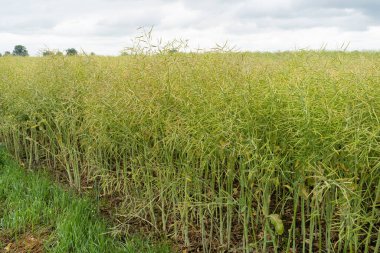 Olgun Kanola Saha Arkaplanı, Yeşil Kolza Tohumu Ürünleri, Hardal Bitkisi Hasadı, Yağ Bitkileri Çiftliği, Tecavüz Tohumu Kapanması