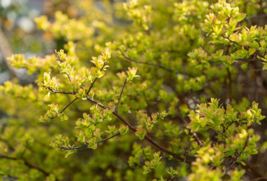 Bahar Dalı, Genç Ağaç Yaprakları Görüntü Arkaplanında, Yeni Yeşil Yapraklarla Bahar Dalı, Genç Yapraklar, Seçici Odaklanma