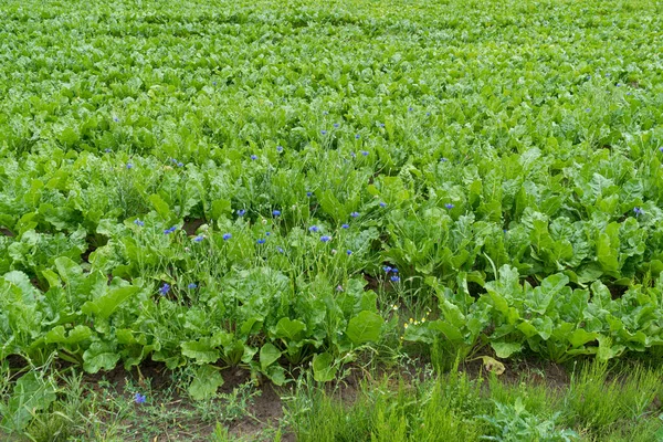 Sugar Beet Field, Turnips Crop, Rutabagas, Young Beets Leaves, Sugar Beet Agriculture Landscape, Vegetable Farm