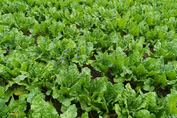 Sugar Beet Field, Turnips Crop, Rutabagas, Young Beets Leaves, Sugar Beet Agriculture Landscape, Vegetable Farm