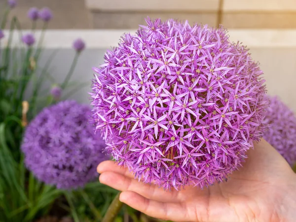 Allium Giganteum Violeta Bola Flores Big Purple Blooming Cebolla Allium —  Fotos de Stock