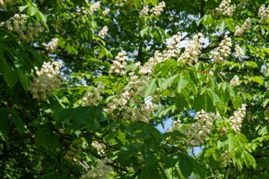 Kestane Çiçekleri, At Kestanesi Ağacı Çiçeği Arkaplanı, Bahar Çiçekleri, Şehir Parkındaki At Çiçekleri, Çiçeklenen Ağaçlar
