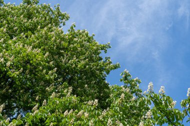 Kestane Çiçekleri, At Kestanesi Ağacı Çiçeği Arkaplanı, Bahar Çiçekleri, Şehir Parkındaki At Çiçekleri, Çiçeklenen Ağaçlar