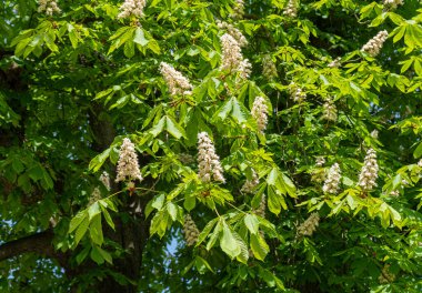 Açık Yeşil Kestane Ağacı Yaprakları ve Çiçekler Güneş Işığı Altında. Çiçek açan Kestane Ağaçları Doğal Bahar Dokuları Arkaplanı
