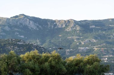 Mountainous landscape in Budva, Montenegro. Green hills with scattered buildings and power lines. Trees in the foreground. A bird flies in the midground, adding to the natural scenery clipart