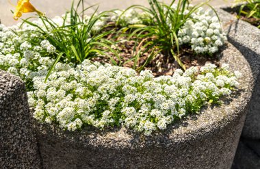 Road Flower Ot, Sokak Yatağı, Tatlı Alyssum, Lobularia maritima, küçük beyaz çiçekler, toprak örtüsü, tozlaştırıcılar, düşük büyüyen, kompakt, yayılan, çiçek açan bahar, yaz kokulu