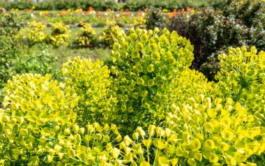 Akdeniz dezenfektanlığı, Euphorbia, Euphorbia, Wulfenii yeşil çiçekler, doğal güneş ışığı, bahar çiçekleri, yeşil çiçek tarlası, moda süslemeleri.