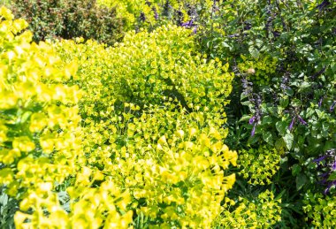 Akdeniz dezenfektanlığı, Euphorbia, Euphorbia, Wulfenii yeşil çiçekler, doğal güneş ışığı, bahar çiçekleri, yeşil çiçek tarlası, moda süslemeleri.
