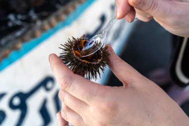 Yakın mesafede açık deniz kestanesi, Essaouira Medina limanında balık pazarı, Fas 'ta deniz ürünü yemek, gıda zehirlenmesi ucuz.