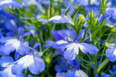 Mavi Bahar Lobelia Çiçekleri deseni, Lobelia Safiri veya Kenarlı Lobelia, Doğal Çiçek Doku Arkaplanı