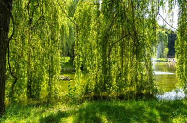 Serene pond surrounded by lush greenery and weeping willows. Peaceful nature scene in a park, reflecting calm and tranquility with ducks resting clipart