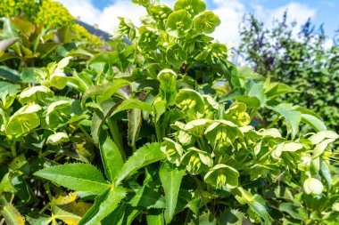 Akdeniz dezenfektanlığı, Euphorbia, Euphorbia, Wulfenii yeşil çiçekler, doğal güneş ışığı, bahar çiçekleri, yeşil çiçek tarlası, moda süslemeleri.