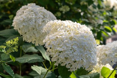 Hydrangea Çiçekleri, Çiçek açan Beyaz Hortensia, Ortanca Paniklemesi Çiçek Kapanışı, Büyük Infloresans, Çiçek Bulutları Güzel Yaz Bahçesi desenli desen