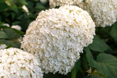 Hydrangea Çiçekleri, Çiçek açan Beyaz Hortensia, Ortanca Paniklemesi Çiçek Kapanışı, Büyük Infloresans, Çiçek Bulutları Güzel Yaz Bahçesi desenli desen